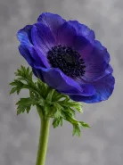 Анемон Galil Blue (Галил Блю)