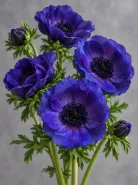 Анемон Galil Blue (Галил Блю)