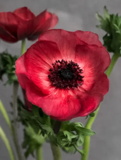 Анемон Galil Red от интернет-магазина цветов в 