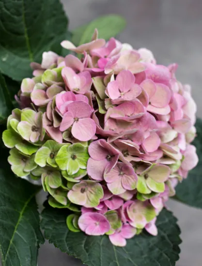 Гортензия Amethyst от интернет-магазина цветов в 