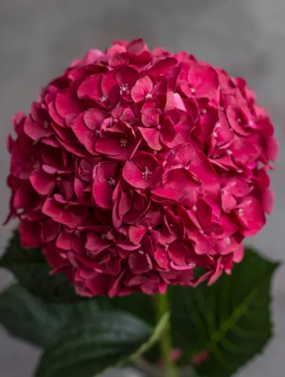 Гортензия Ruby Red от интернет-магазина цветов в 