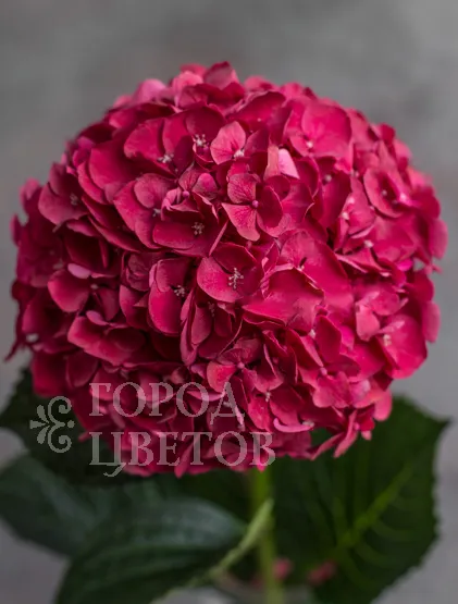 Гортензия Ruby Red