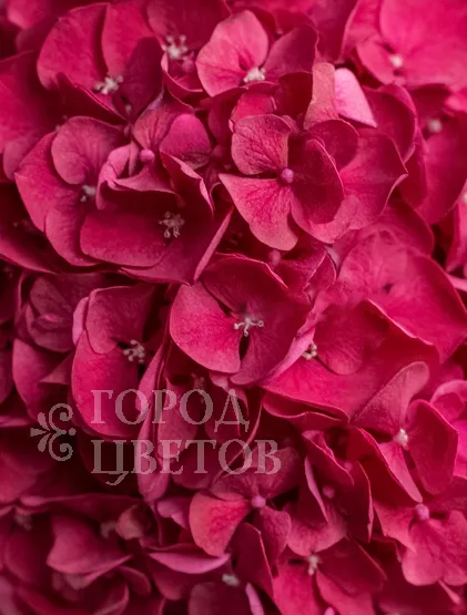 Гортензия Ruby Red