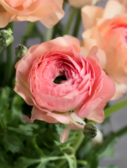 Ранункулюс Clooney Grand Pastel от интернет-магазина цветов в 