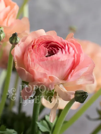 Ранункулюс Clooney Grand Pastel