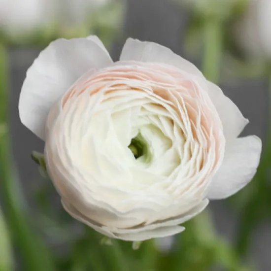 Ранункулюс Clooney Hanoi от интернет-магазина цветов в 