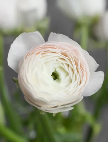 Ранункулюс Clooney Hanoi от интернет-магазина цветов в 