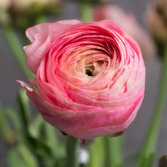 Ранункулюс Clooney Rosado от интернет-магазина цветов в 