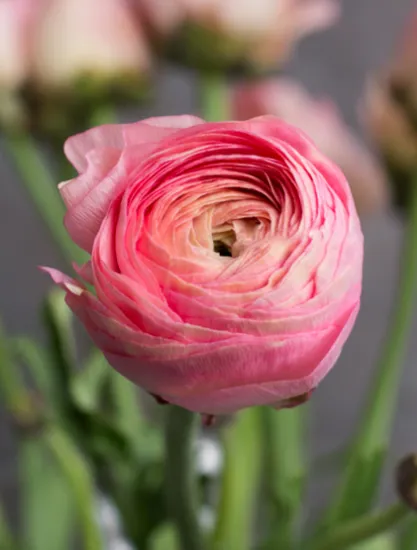 Ранункулюс Clooney Rosado от интернет-магазина цветов в 