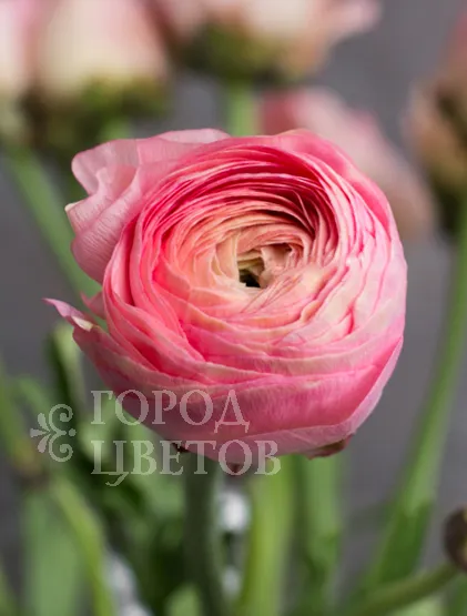 Ранункулюс Clooney Rosado