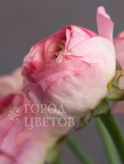 Ранункулюс Clooney Rosado