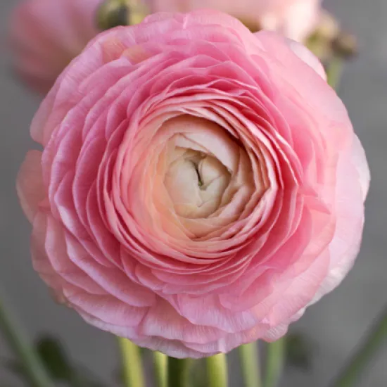 Ранункулюс Clooney Venere от интернет-магазина цветов в 