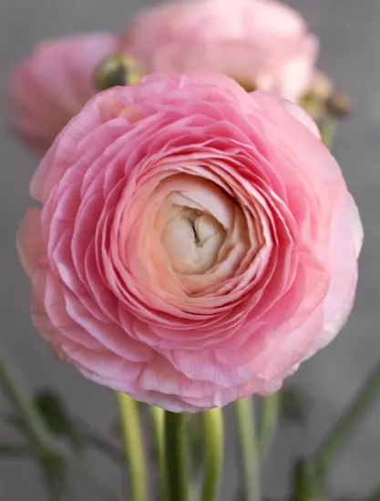 Ранункулюс Clooney Venere от интернет-магазина цветов в 