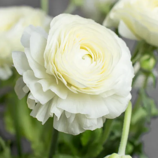 Ранункулюс Comedy White от интернет-магазина цветов в 