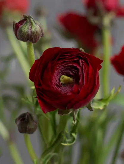 Ранункулюс Elegance Red от интернет-магазина цветов в 