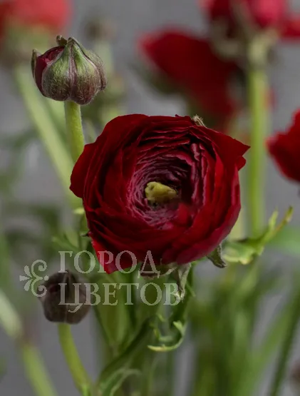 Ранункулюс Elegance Red
