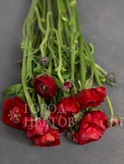 Ранункулюс Elegance Red