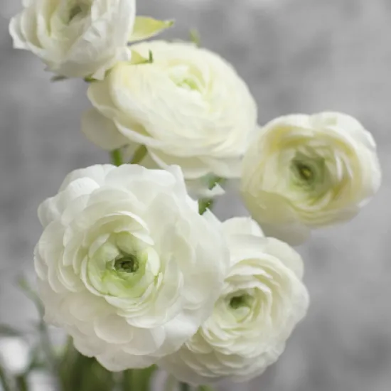 Ранункулюс Elegance White от интернет-магазина цветов в 
