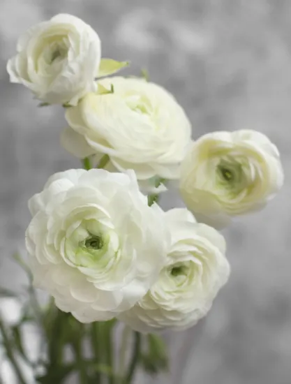 Ранункулюс Elegance White от интернет-магазина цветов в 