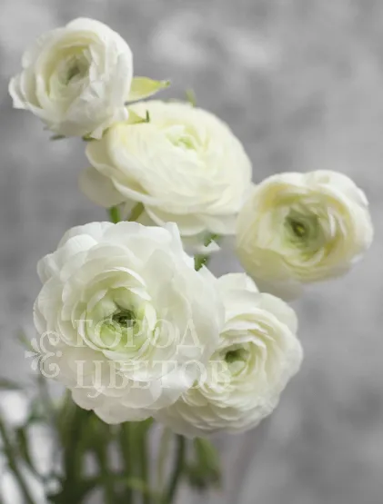 Ранункулюс Elegance White