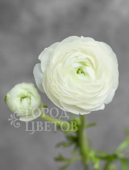 Ранункулюс Elegance White