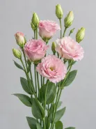 Эустома Rosita 1 Light Pink (Розита 1 Лайт Пинк)