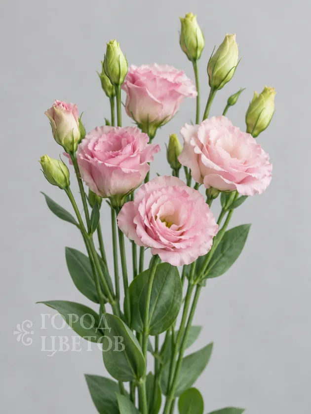 Эустома Rosita 1 Light Pink (Розита 1 Лайт Пинк)