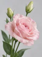 Эустома Rosita 1 Light Pink (Розита 1 Лайт Пинк)