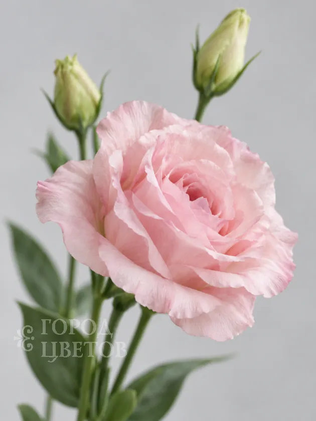 Эустома Rosita 1 Light Pink (Розита 1 Лайт Пинк)