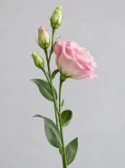 Эустома Rosita 1 Light Pink (Розита 1 Лайт Пинк)