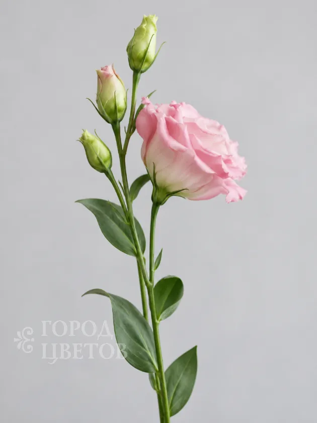 Эустома Rosita 1 Light Pink (Розита 1 Лайт Пинк)