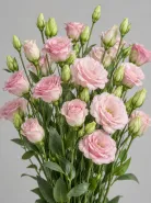 Эустома Rosita 1 Light Pink (Розита 1 Лайт Пинк)