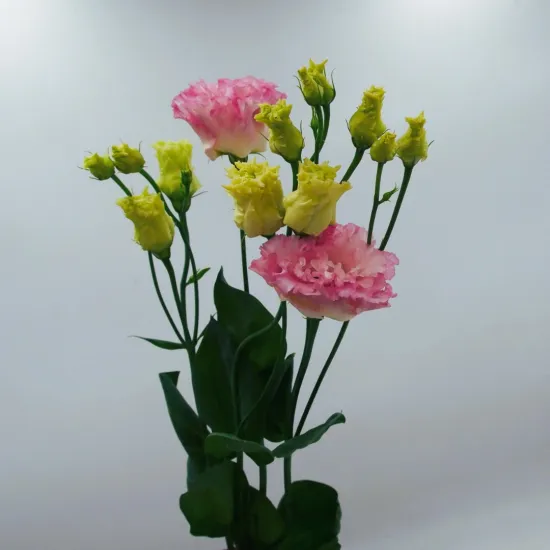 Эустома розовая от интернет-магазина цветов в 