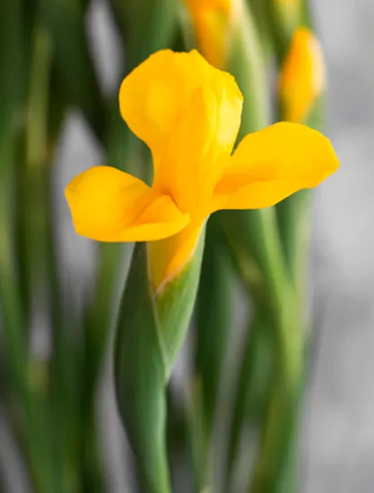 Ирис Golden Beauty от интернет-магазина цветов в 