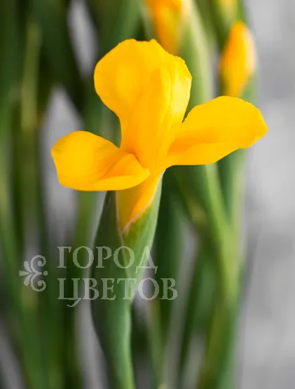 Ирис Golden Beauty