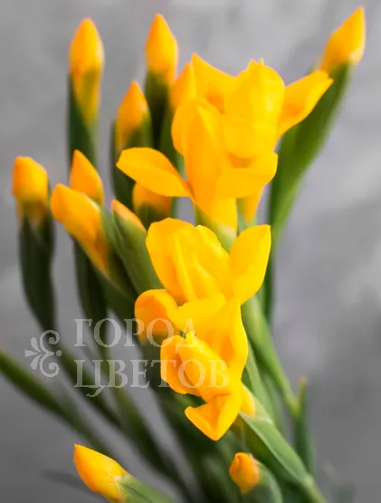 Ирис Golden Beauty