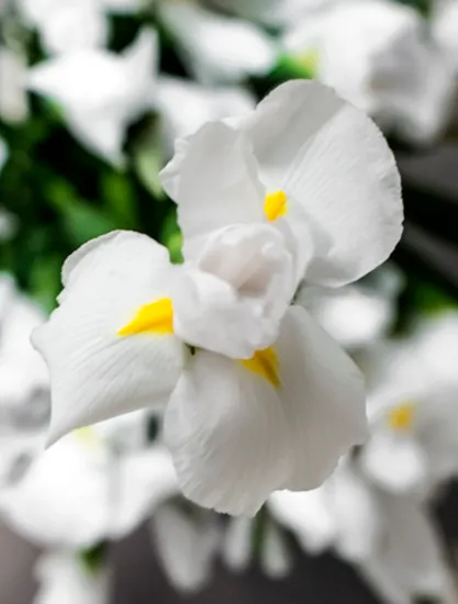 Ирис Casablanca Ирис от интернет-магазина цветов в 