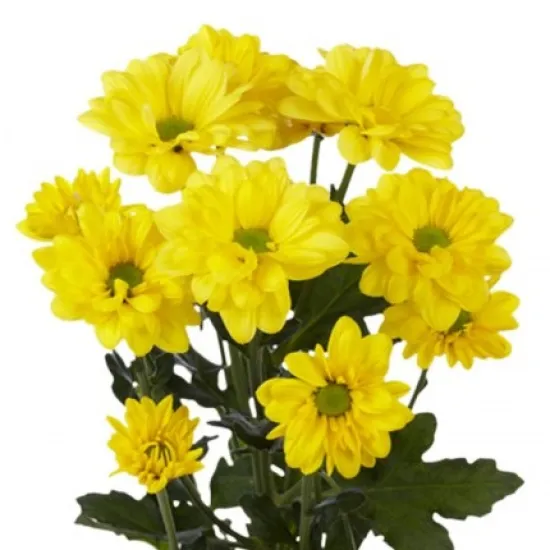 Желтая хризантема (кустовая) от интернет-магазина цветов в 