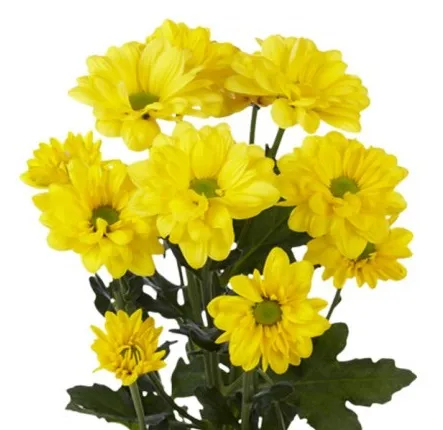 Желтая хризантема (кустовая) от интернет-магазина цветов в 
