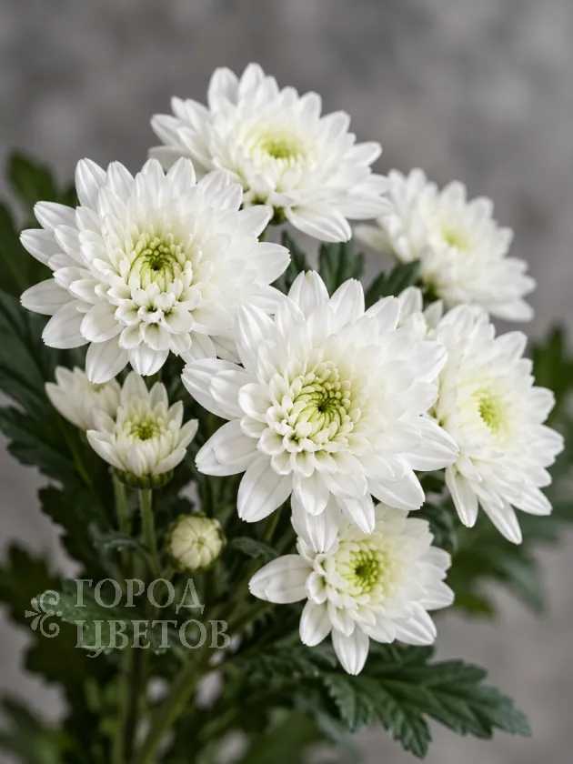 Хризантема кустовая белая Santini (Сантини)