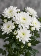 Хризантема кустовая белая Santini (Сантини)