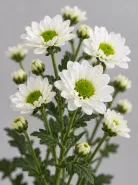 Хризантема кустовая Santini (Сантини)