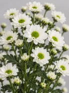 Хризантема кустовая Santini (Сантини)