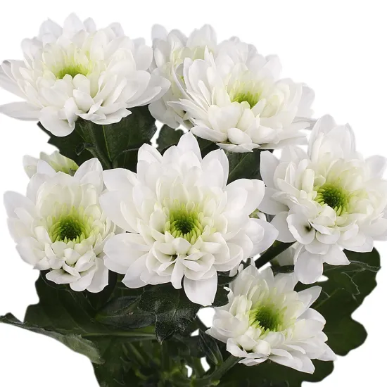 Белая хризантема (кустовая) от интернет-магазина цветов в 