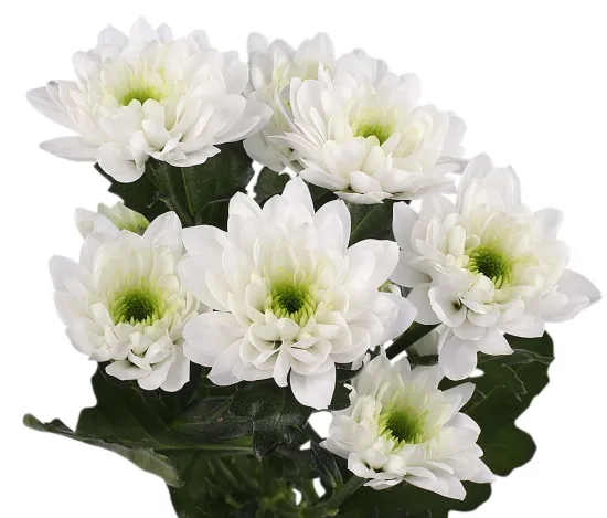 Белая хризантема (кустовая) от интернет-магазина цветов в 
