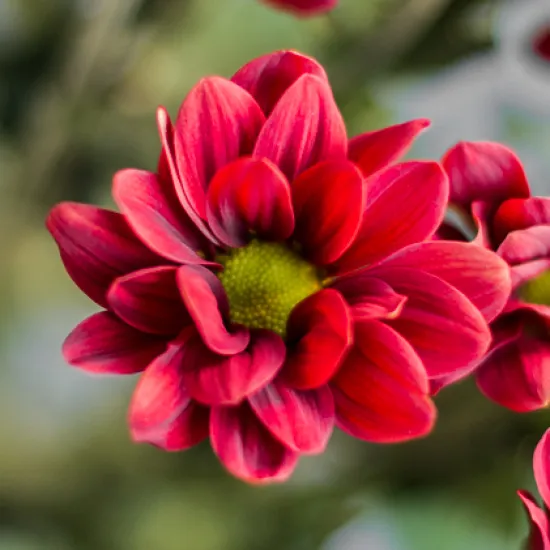 Хризантема Bontempi от интернет-магазина цветов в 