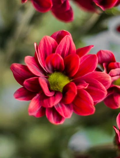 Хризантема Bontempi от интернет-магазина цветов в 