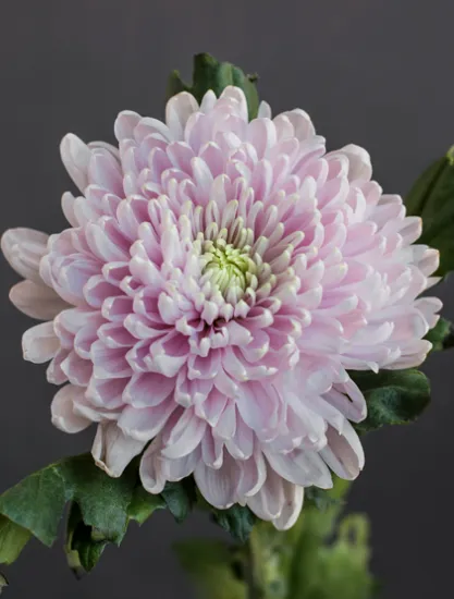 Хризантема Rossano от интернет-магазина цветов в 