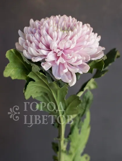 Хризантема Rossano