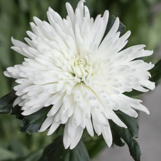 Хризантема Anastasia White от интернет-магазина цветов в 